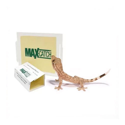 Lizard Glue Trap, Products
